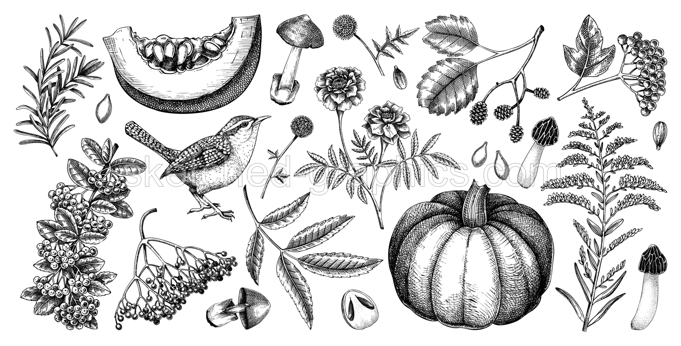 Autumn botanical sketches. Hand drawn vector illustrations  of fall leaves, pumpkins, mushrooms, and birds. Thanksgiving day design elements. NOT AI generated Illustration